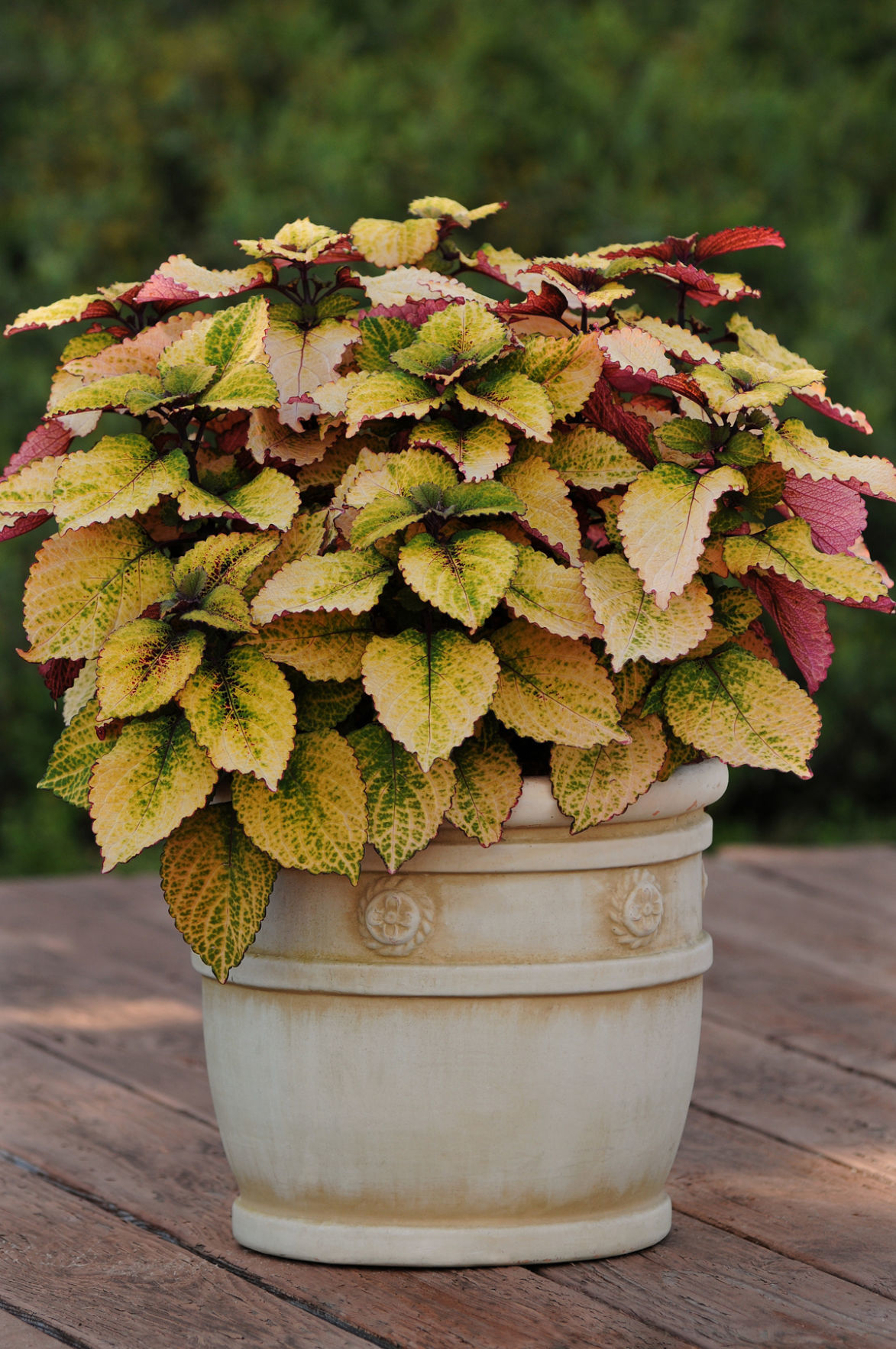 Coleus_Honeycrisp-1-BallFloraPlant.jpg